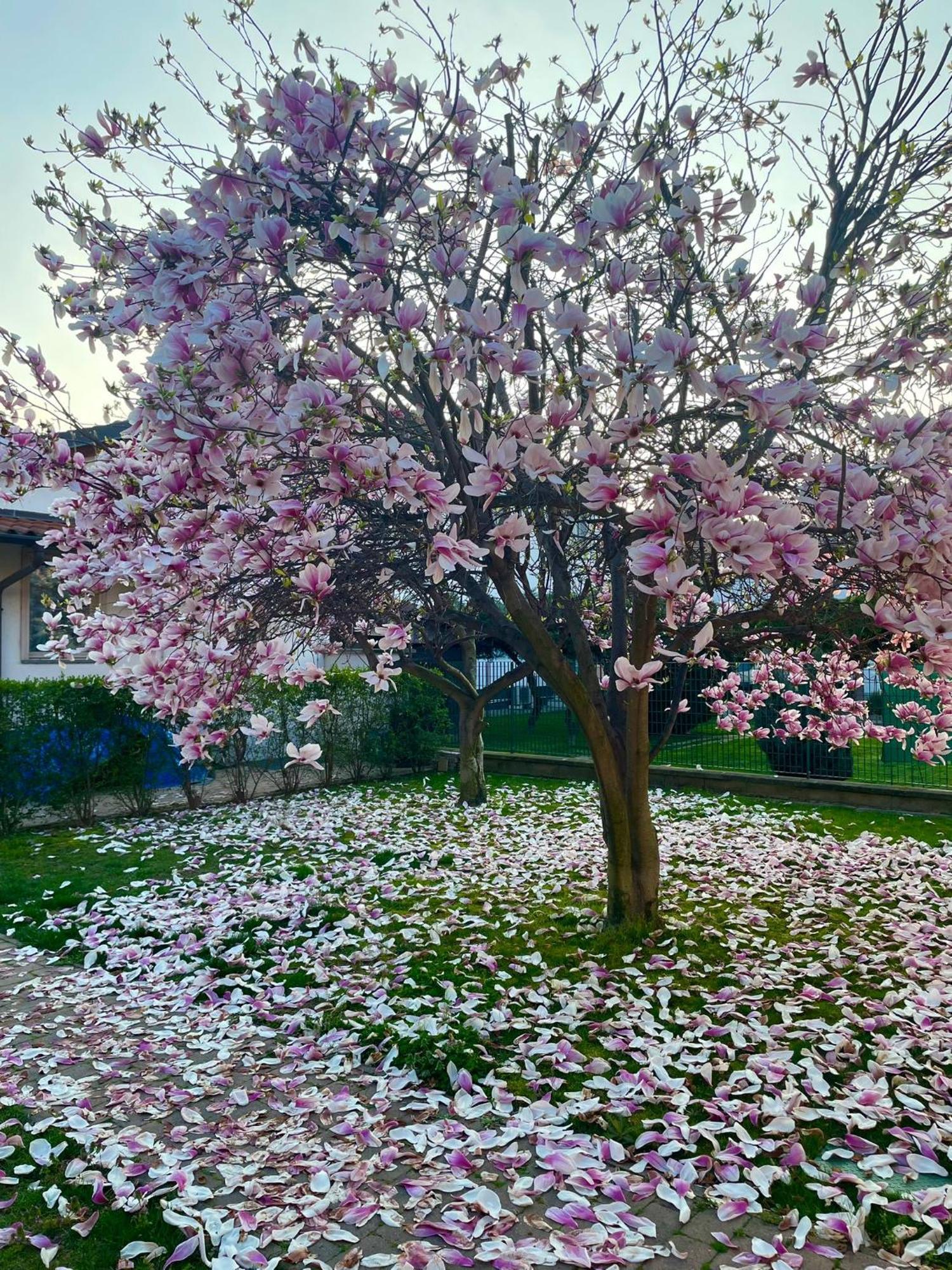 Serenity Garden Stupinigi ภายนอก รูปภาพ